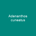 Adenanthos cuneatus