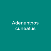 Adenanthos cuneatus