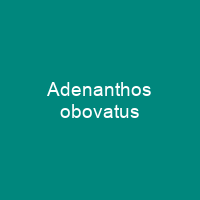 Adenanthos obovatus