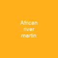 African river martin
