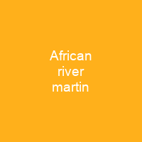African river martin