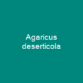 Agaricus deserticola