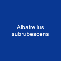 Albatrellus subrubescens