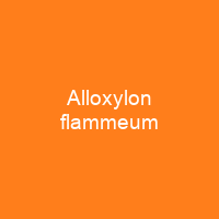 Alloxylon flammeum