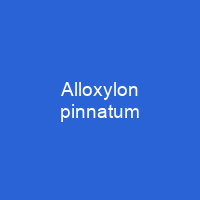 Alloxylon pinnatum