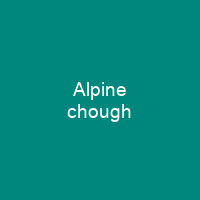 Alpine chough