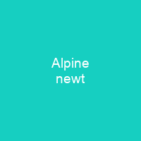 Alpine newt