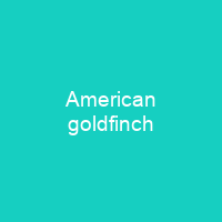 American goldfinch