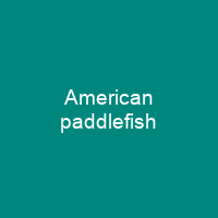 American paddlefish