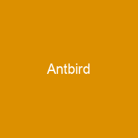 Antbird