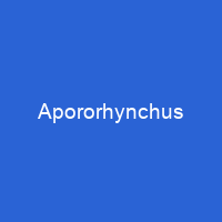 Apororhynchus