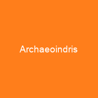 Archaeoindris