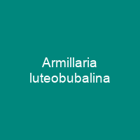 Armillaria luteobubalina