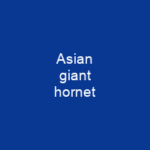 Asian giant hornet