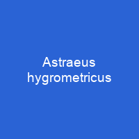 Astraeus hygrometricus