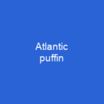 Atlantic puffin