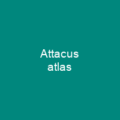 Attacus atlas