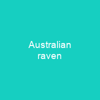 Australian raven