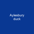 Aylesbury duck