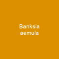 Banksia petiolaris