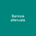 Banksia lemanniana