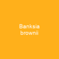 Banksia brownii