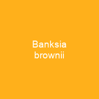 Banksia brownii