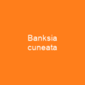 Banksia cuneata