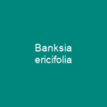 Banksia violacea