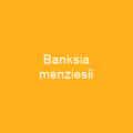 Banksia sessilis
