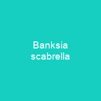 Banksia scabrella
