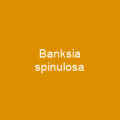 Banksia caleyi