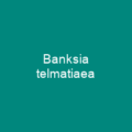 Banksia caleyi