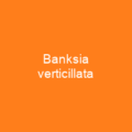 Banksia verticillata
