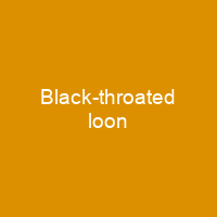 Black-throated loon