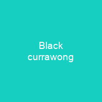 Black currawong
