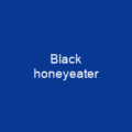 Black honeyeater