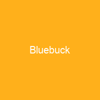 Bluebuck