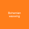 Bohemian waxwing