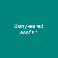 Bony-eared assfish