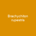Brachychiton rupestris