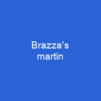 Brazza's martin
