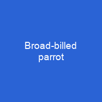 Broad-billed parrot
