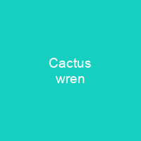 Cactus wren