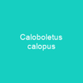 Caloboletus calopus