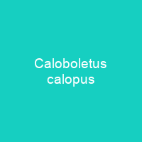 Caloboletus calopus