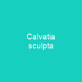 Calvatia sculpta