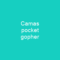 Camas pocket gopher
