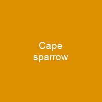 Cape sparrow