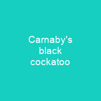Carnaby's black cockatoo